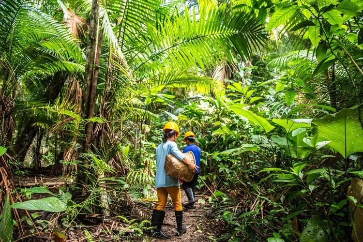 Práticas agrícolas sustentáveis sem fogo em Paragominas