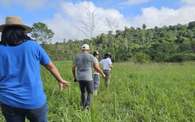 O que é agrofloresta e porque é tão importante?