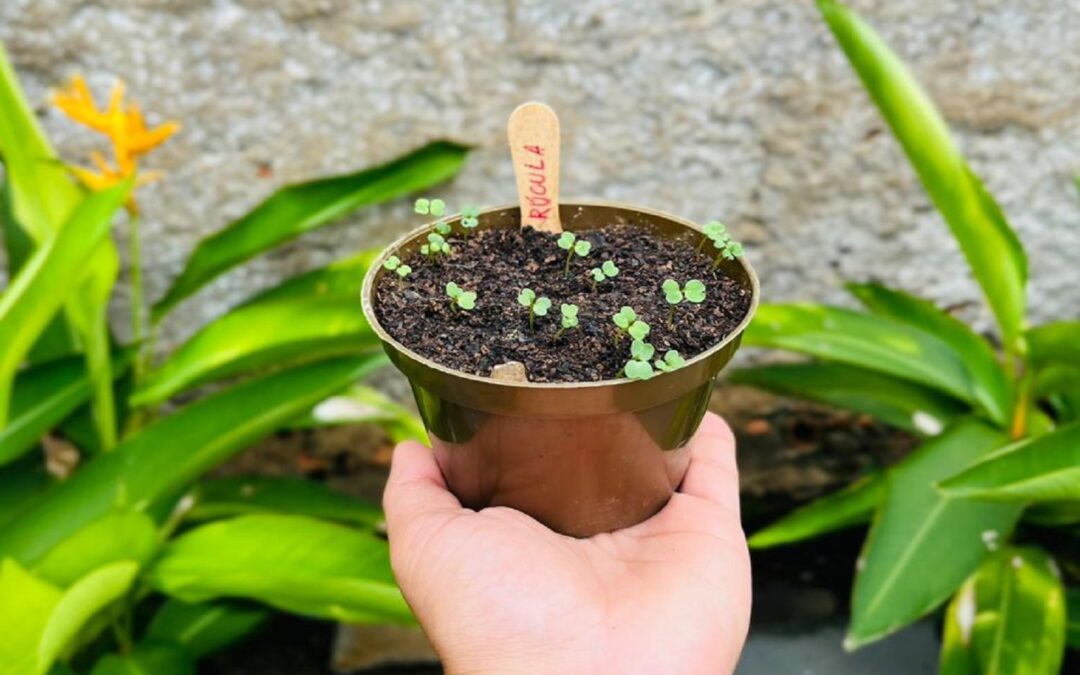 Do descarte à vida: empreendedora de Altamira transforma papel reciclado em sementes de mudança